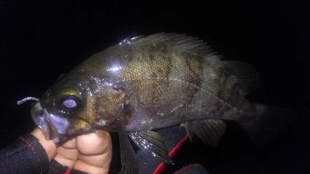 少数メバリング