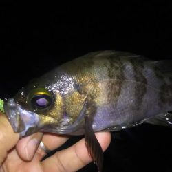 ばらっシング！