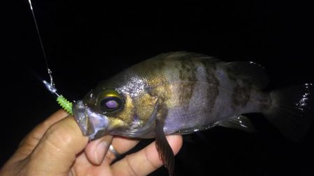 ばらっシング！