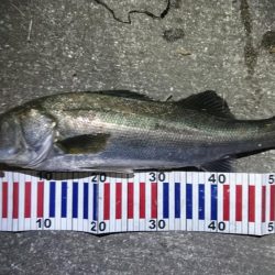 スローに誘って