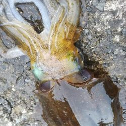 teamゲッソー調査隊