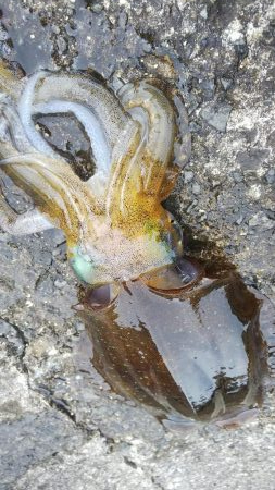 teamゲッソー調査隊