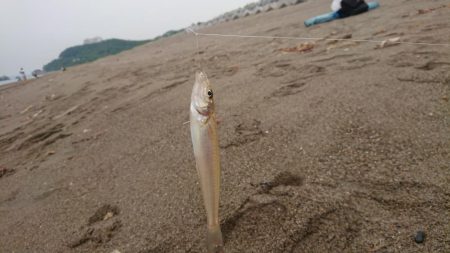 キス釣りスタート