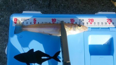 エギングタックルでキス釣り