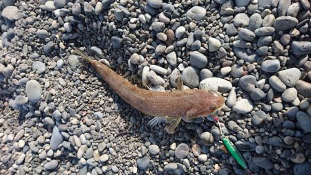 生命反応薄い！