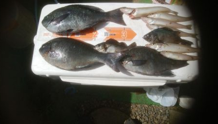 グレ釣り　キス釣り　メバリンク　エギング