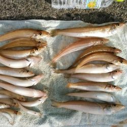 今年初キスがデカい！