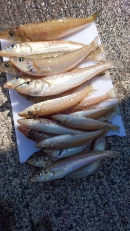 キス開幕してました