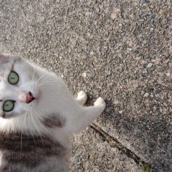 青物＆タチウオ・・・どこ？