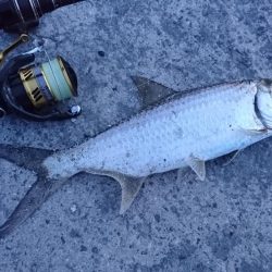 マイポでターポン