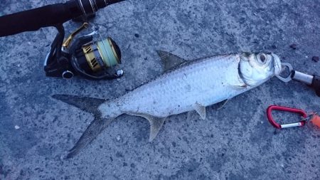 マイポでターポン