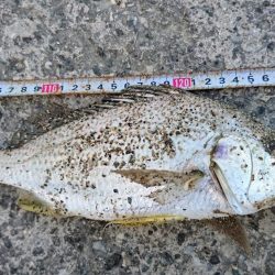 オキナワキチヌだと思います。