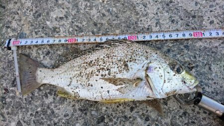 オキナワキチヌだと思います。