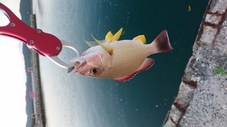 激シブです。オキフエダイ