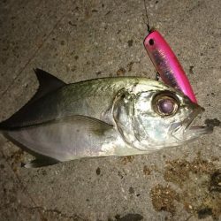 早朝１投目にオニヒラアジヒット