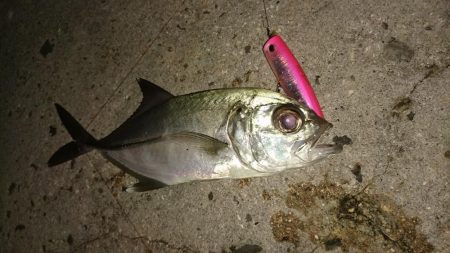 早朝１投目にオニヒラアジヒット