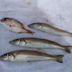 雨の志筑でキス狙い