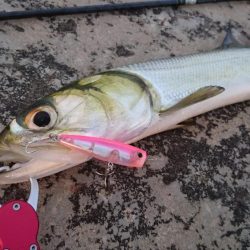 カライワシです。