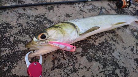 カライワシです。