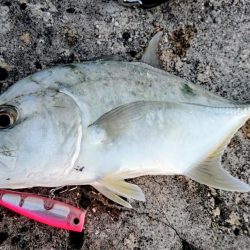 ロウニンアジはピンクカラーがお好き