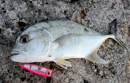 ロウニンアジはピンクカラーがお好き