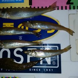 津居山港で撃沈し柴山港へ