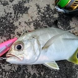 ５日ぶりに釣れました。オニヒラアジ