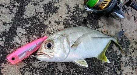 ５日ぶりに釣れました。オニヒラアジ