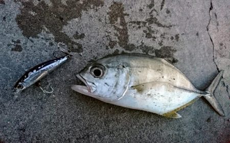 夕マズメ オニヒラアジ