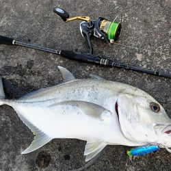 ロウニンアジ久しぶりにデカいです。