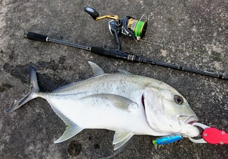 ロウニンアジ久しぶりにデカいです。