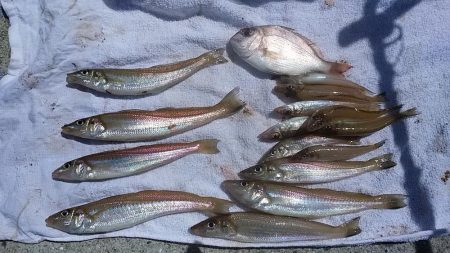 津名バスターミナル波止でキス狙い