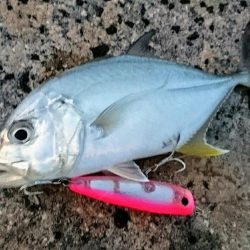 メッキ5バイトで2キャッチです。