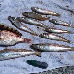 志筑周辺のキス釣り