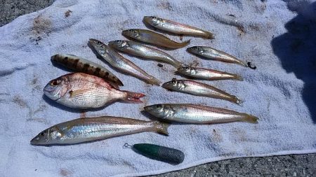 志筑周辺のキス釣り