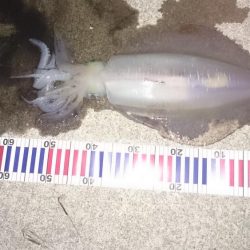 朝まずめ狙いで行って来ました。