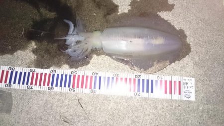 朝まずめ狙いで行って来ました。