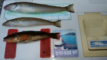 雨の東二見でキス狙い