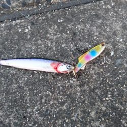 シーバス　スレ掛り