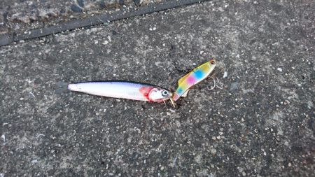 シーバス　スレ掛り