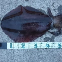 朝まずめの１投目で乗ってきた！