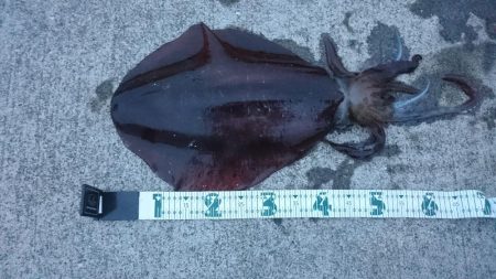 朝まずめの１投目で乗ってきた！