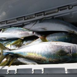 5/19 落とし込み調査