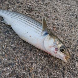 ボラボラボラボラボラー