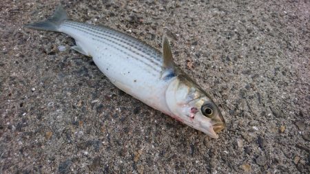 ボラボラボラボラボラー