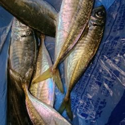 グッドサイズアジ