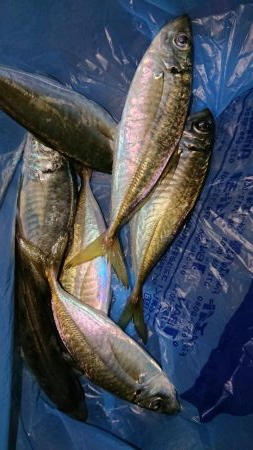 グッドサイズアジ