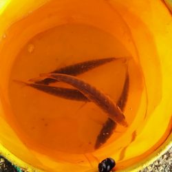 キス＆アジを求めて、日本海へ！