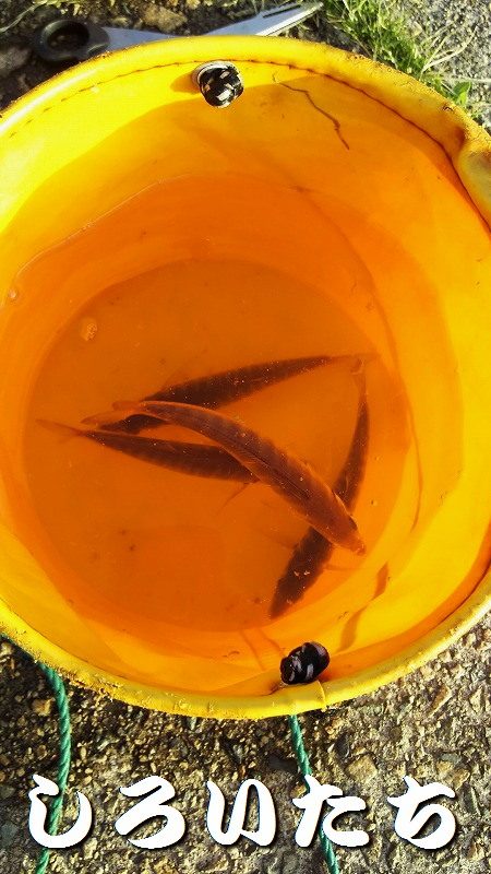 キス＆アジを求めて、日本海へ！