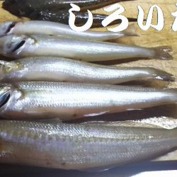 ２日目！キスとアジ。